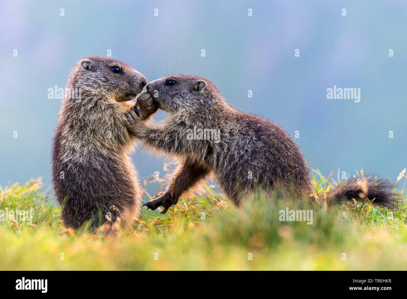 Alpine marmotta (Marmota marmota), due cuccioli giocando, Austria, Carinzia, Parco Nazionale Hohe Tauern Foto Stock