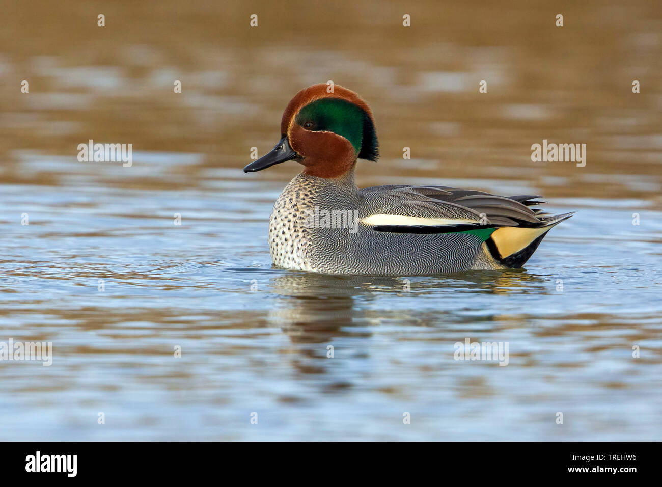 Verde-winged teal (Anas crecca), nuoto drake, Italia Foto Stock