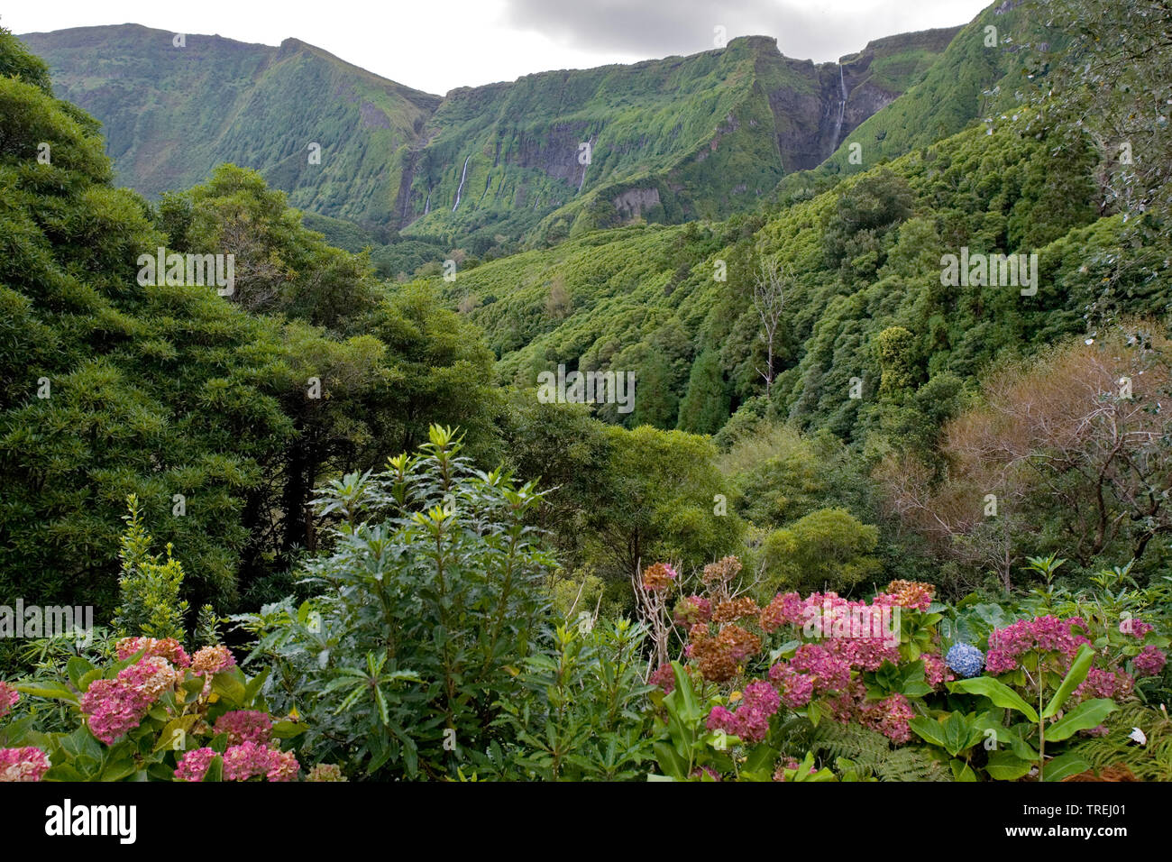 Il paesaggio delle Azzorre Azzorre, Flores, Faja Grande Foto Stock