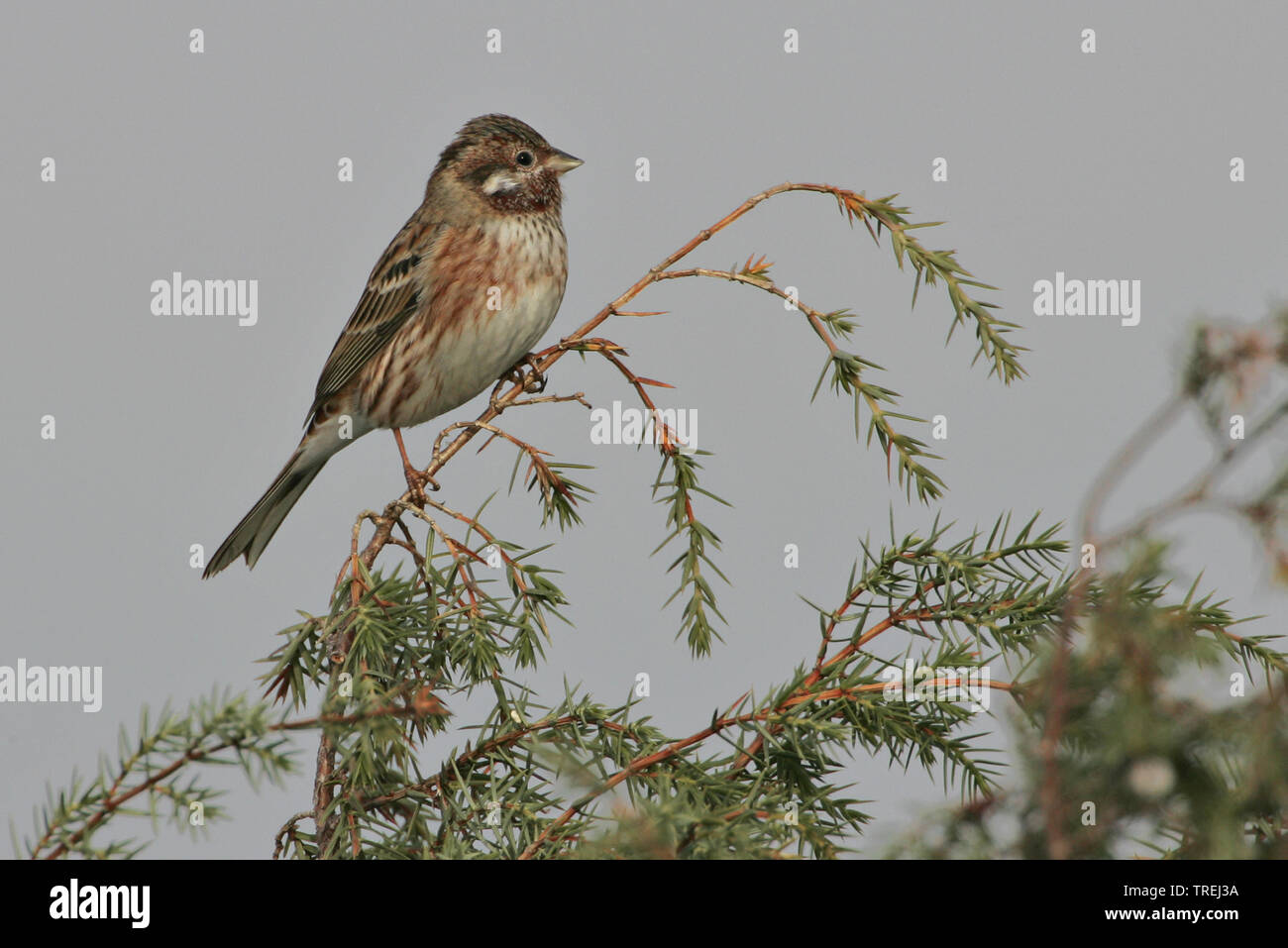 Pine bunting (Emberiza leucocephalos), seduto su un ramo, Italia, Toscana Foto Stock