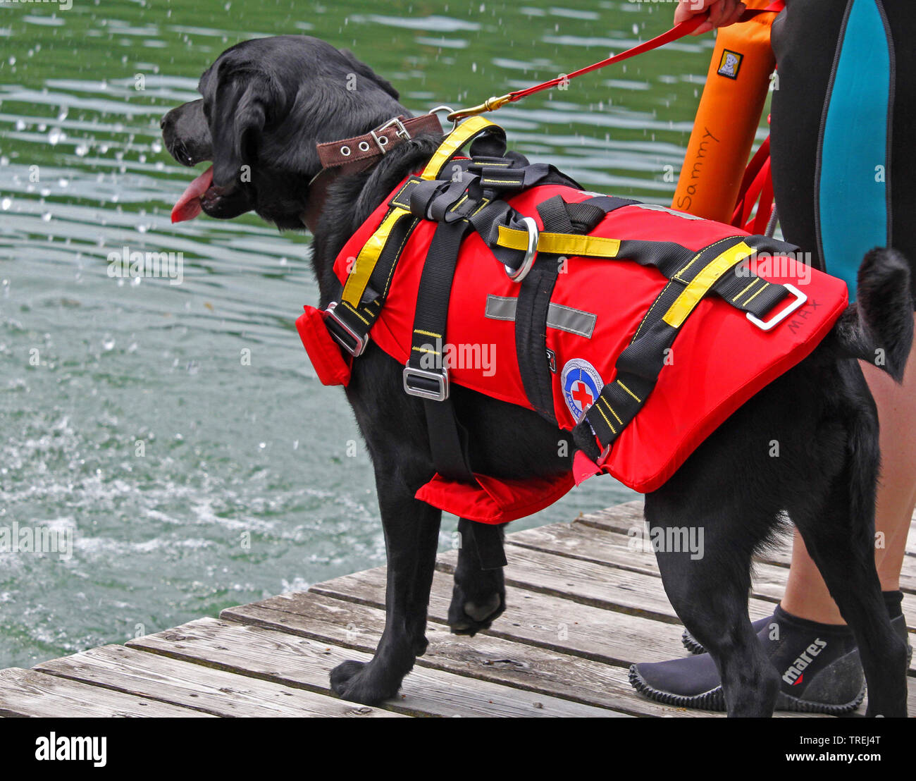 Il Labrador Retriever (Canis lupus f. familiaris), acqua salvataggio cane in azione, vista laterale, in Germania, in Baviera Foto Stock