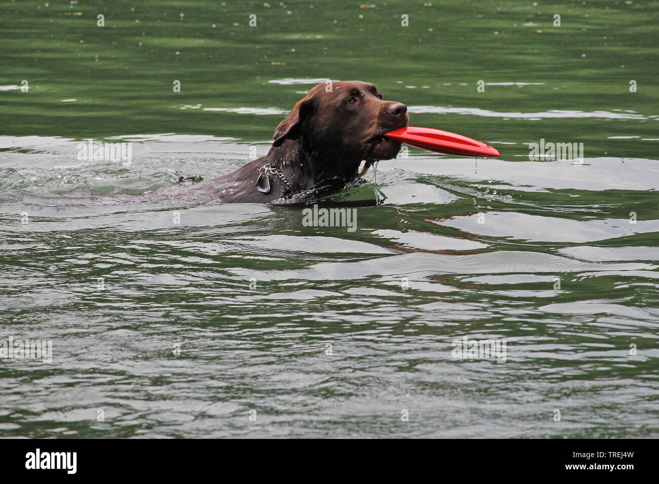 Il Labrador Retriever (Canis lupus f. familiaris), acqua salvataggio cane a un esercizio, vista laterale, in Germania, in Baviera Foto Stock