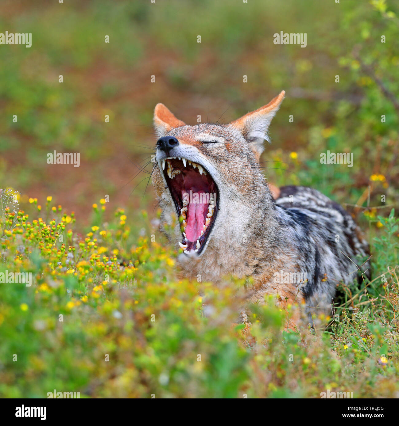 Nero-backed jackal (Canis mesomelas), sbadigli, Sud Africa, Eastern Cape, Addo Elephant National Park Foto Stock