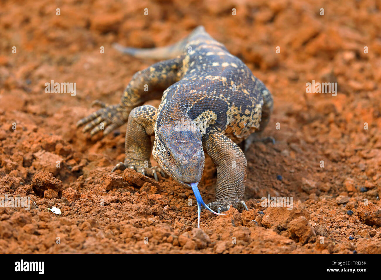 Monitor di roccia, nero-throated monitor (Varanus albigularis), alla ricerca di cibo, Sud Africa, Eastern Cape, Mokala Parco Nazionale Foto Stock