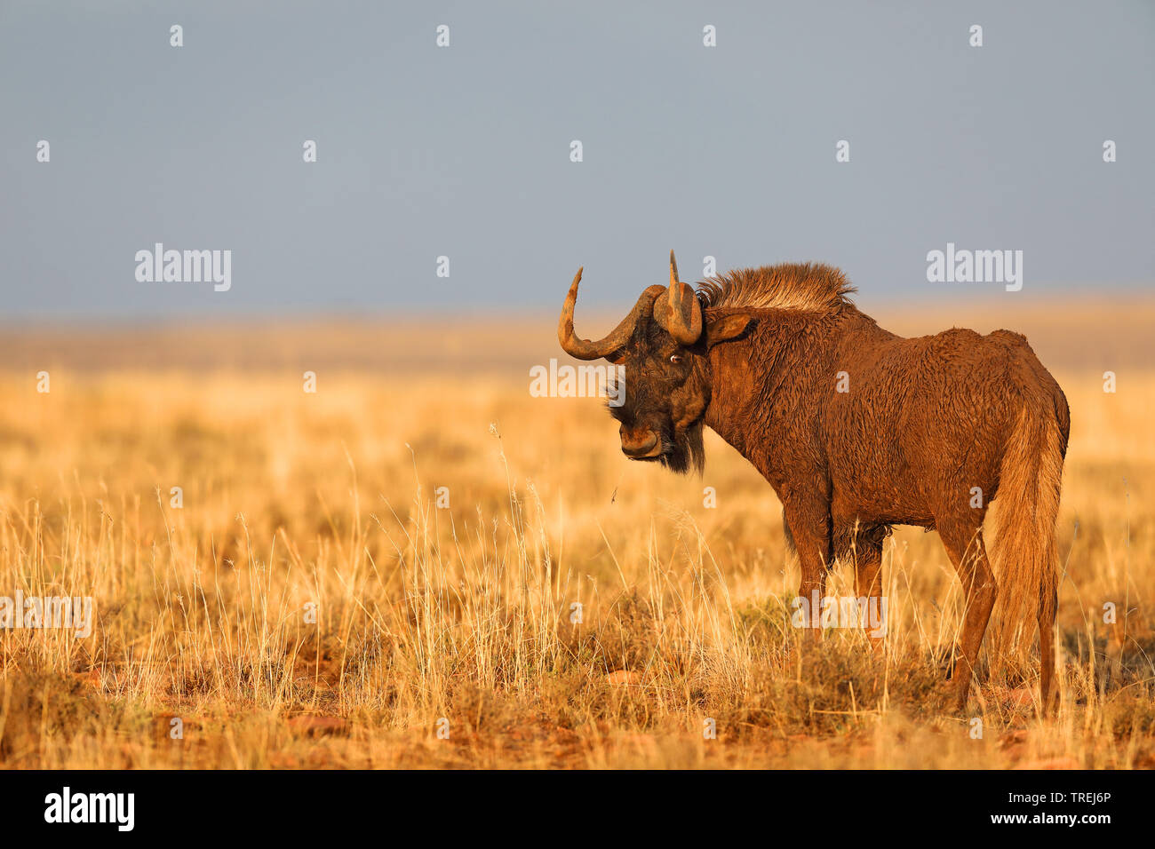 Nero GNU, bianco-tailed gnu (Connochaetes gnou), sorge nella savana, Sud Africa, Eastern Cape, Mountain Zebra National Park Foto Stock