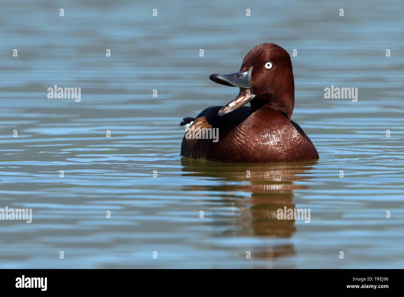 Moretta tabaccata (Aythya nyroca), Drake con bill open, Italia Foto Stock