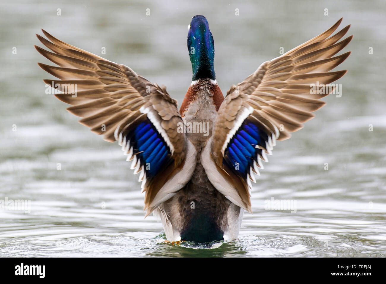 Il germano reale (Anas platyrhynchos), Drake sbattimenti ali in acqua, vista posteriore, Germania, Bassa Sassonia Foto Stock