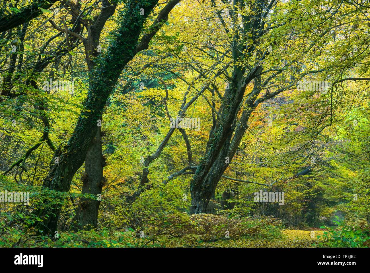 Foresta nativa Baumweg con vecchi alberi, Germania, Bassa Sassonia, Emstek Foto Stock