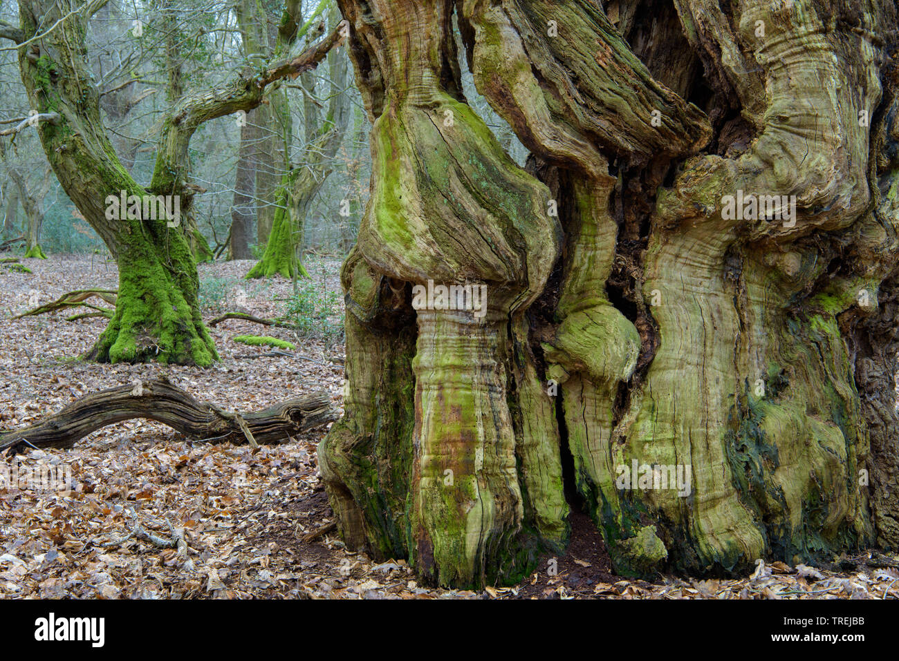 Comune di faggio (Fagus sylvatica), vecchio faggio comune nella foresta naturale Baumweg, Germania, Bassa Sassonia, Emstek Foto Stock