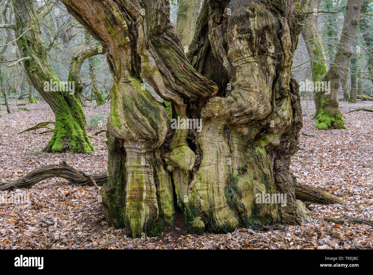 Comune di faggio (Fagus sylvatica), vecchio faggio comune nella foresta naturale Baumweg, Germania, Bassa Sassonia, Emstek Foto Stock
