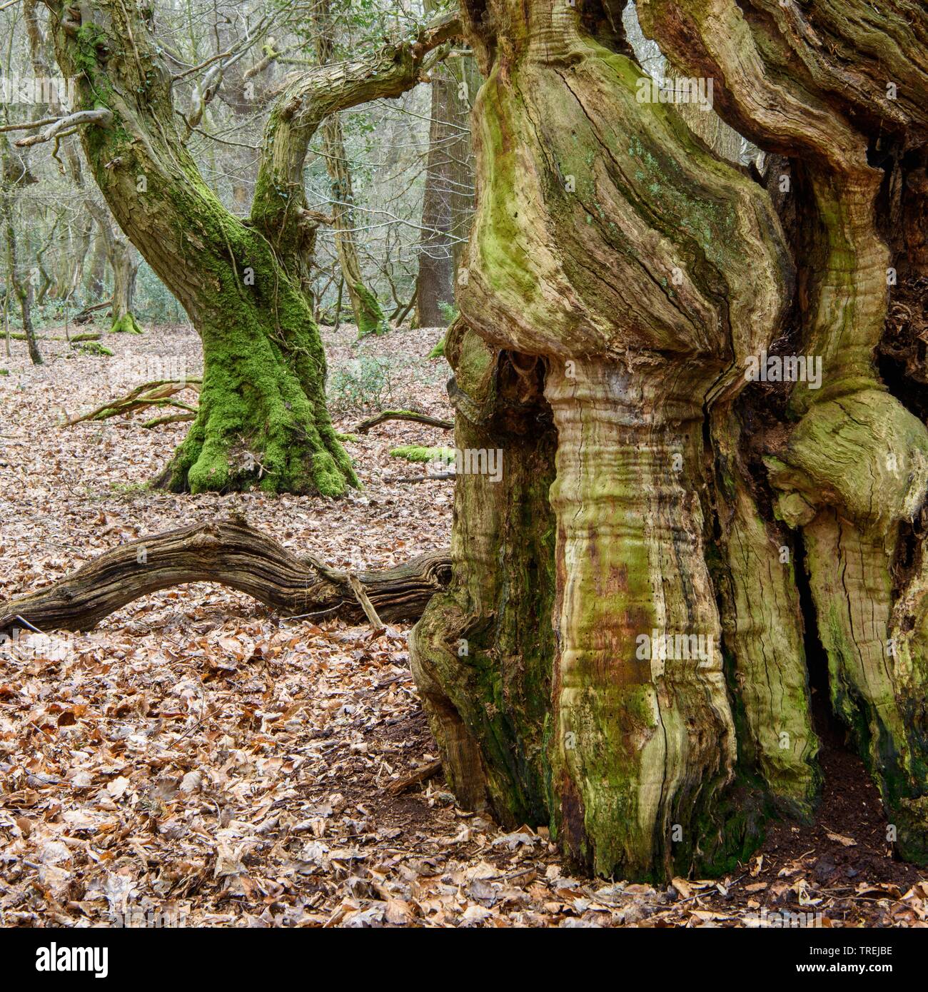 Comune di faggio (Fagus sylvatica), vecchio faggio comune nella foresta naturale Baumweg, Germania, Bassa Sassonia, Emstek Foto Stock