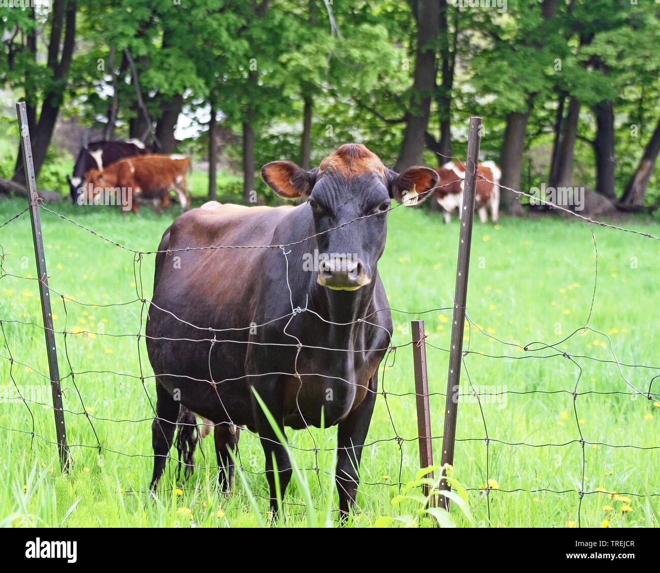 Uno nero e marrone mucca cercando su metallo reticolati di filo spinato. Pascolo del bestiame in background Foto Stock