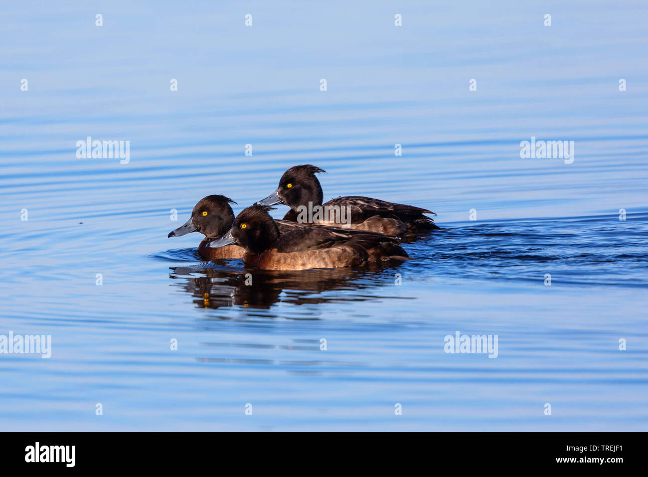 Moretta (Aythya fuligula), tre femmine in eclipse piumaggio, in Germania, in Baviera, il Lago Chiemsee Foto Stock