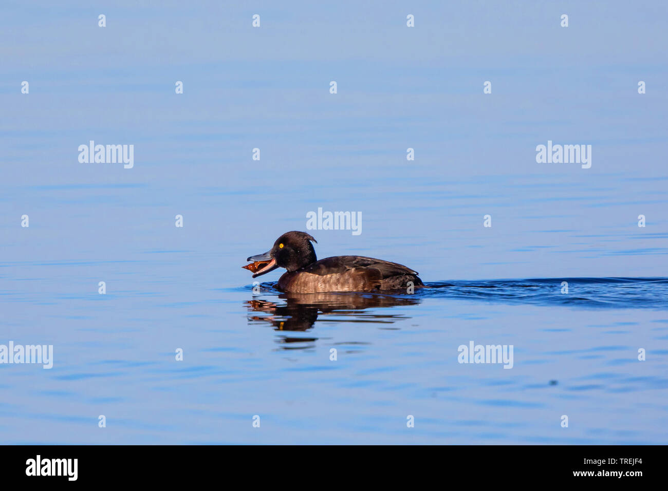 Moretta (Aythya fuligula), femmina in eclipse piumaggio di mangiare un grande stagno lumaca, in Germania, in Baviera, il Lago Chiemsee Foto Stock