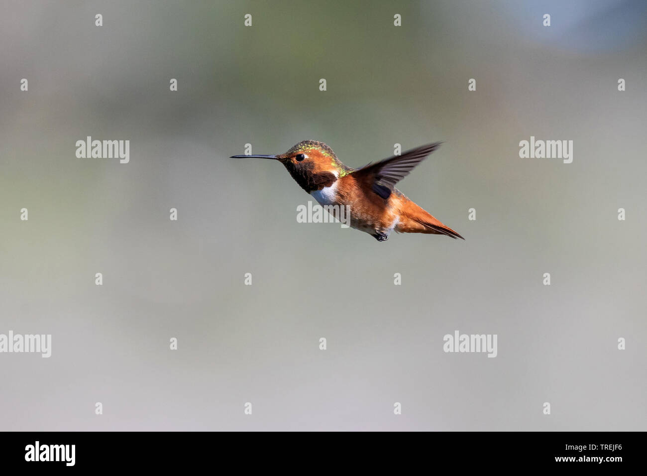 Allen hummingbird (Selasphorus sasin), maschio in volo, Stati Uniti, California, il Crystal Cove parco statale, Irvine Foto Stock