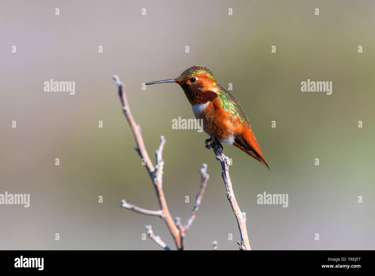 Allen hummingbird (Selasphorus sasin), maschio su un ramo, Stati Uniti, California, il Crystal Cove parco statale, Irvine Foto Stock