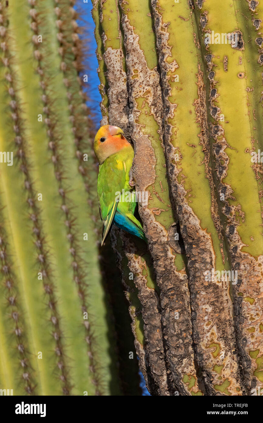 Peach-di fronte lovebird (Agapornis roseicollis), di allevamento burrow in un saguaro, Stati Uniti, California, Irvine Foto Stock