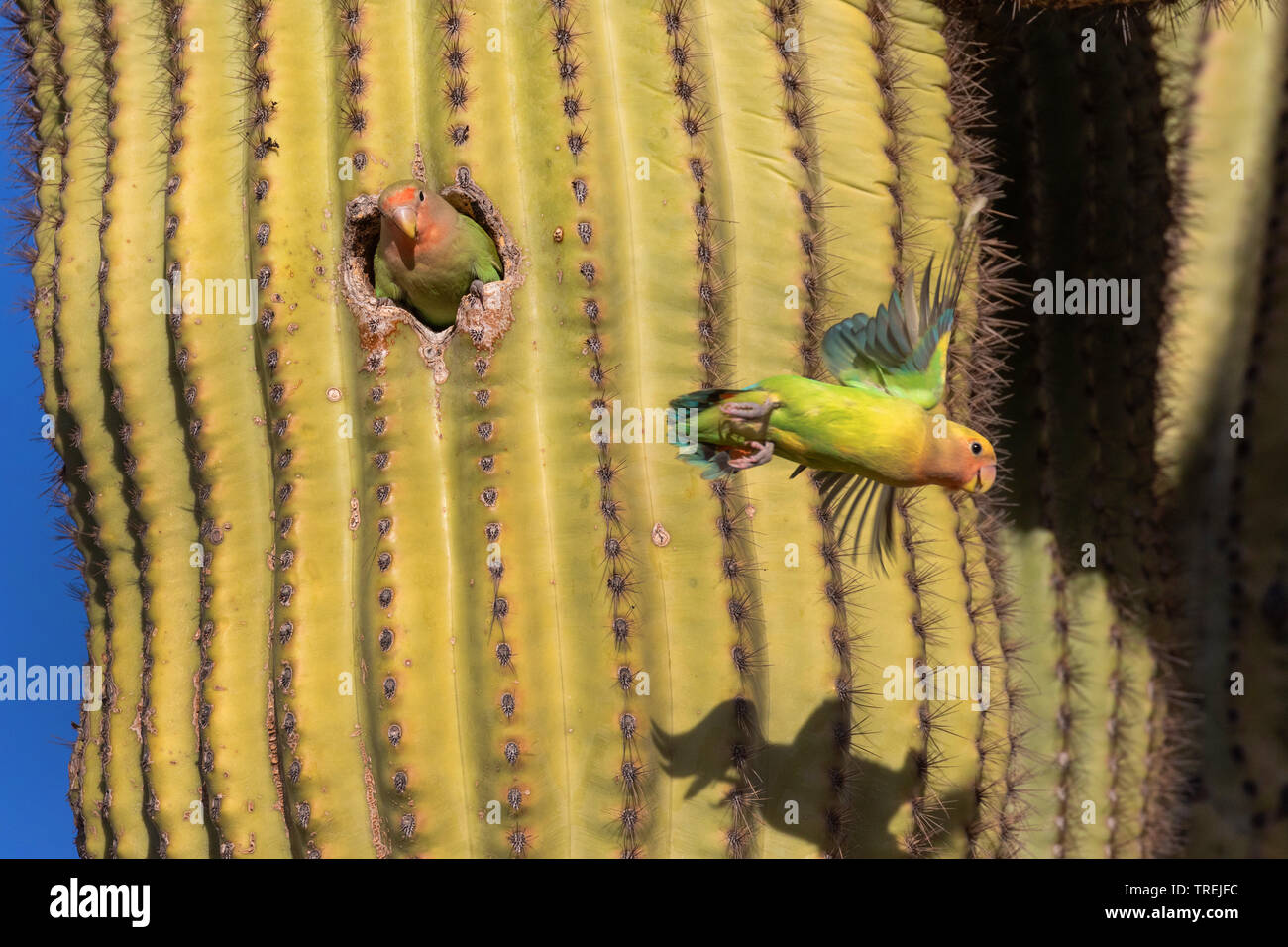 Peach-di fronte lovebird (Agapornis roseicollis), coppia di allevamento burrow in un saguaro, Stati Uniti, California, Irvine Foto Stock