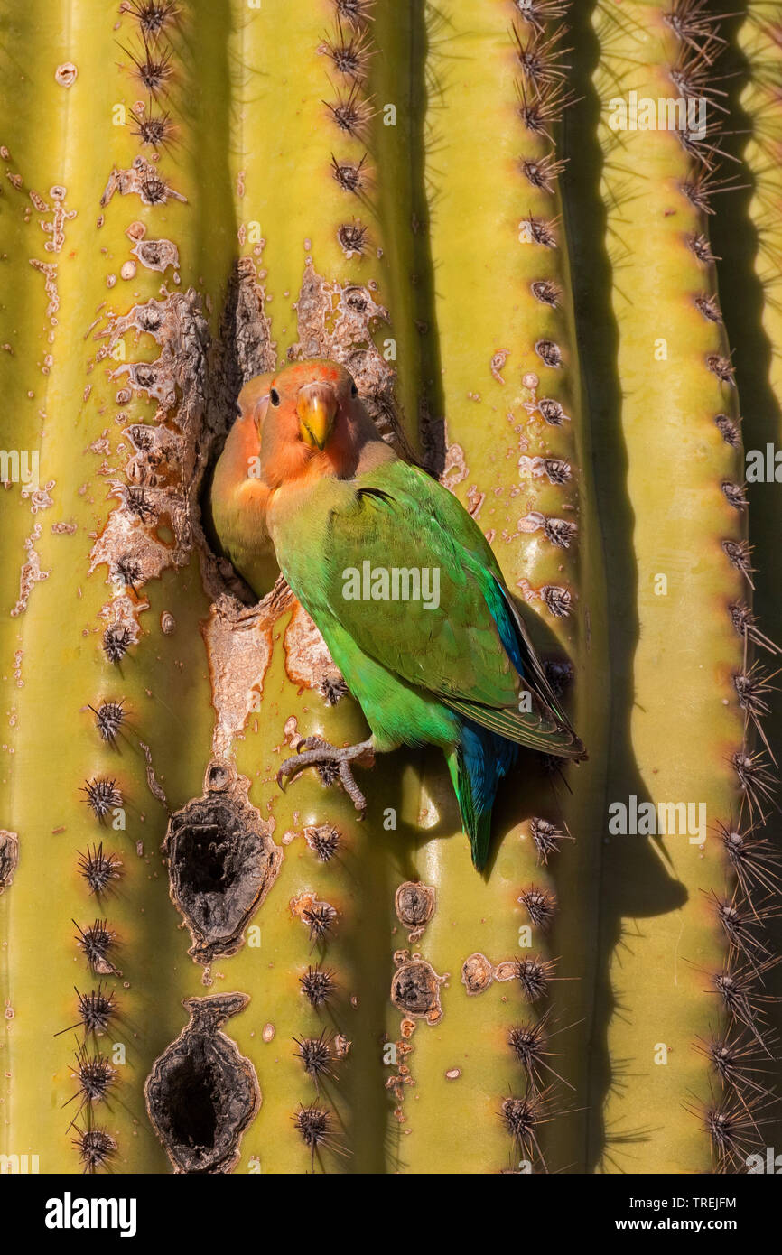 Peach-di fronte lovebird (Agapornis roseicollis), coppia di allevamento burrow in un saguaro, Stati Uniti, California, Irvine Foto Stock