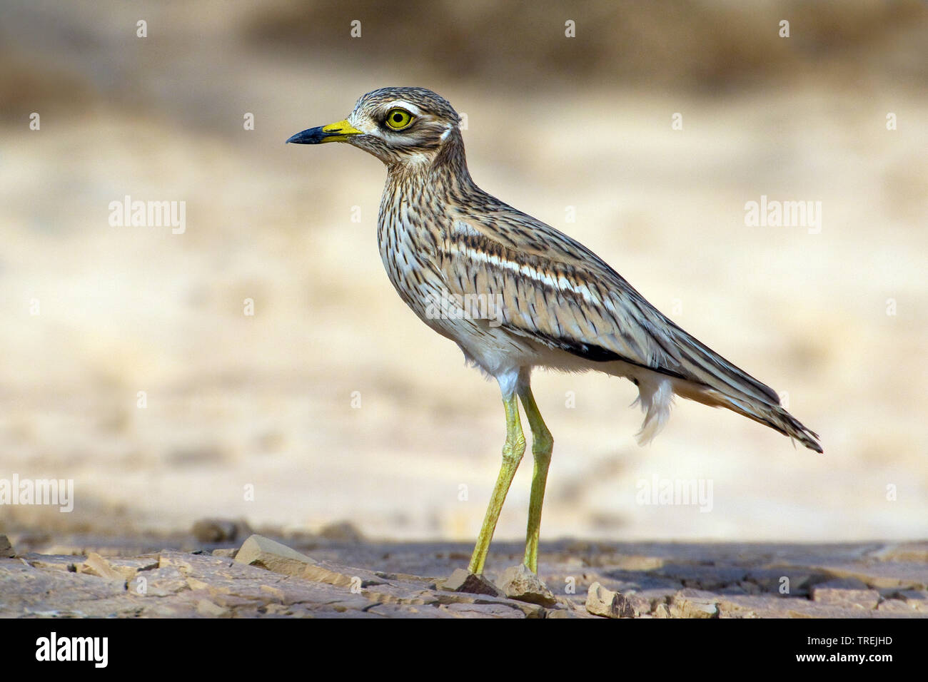 In pietra (curlew Burhinus oedicnemus), sulla costa rocciosa, Egitto Foto Stock