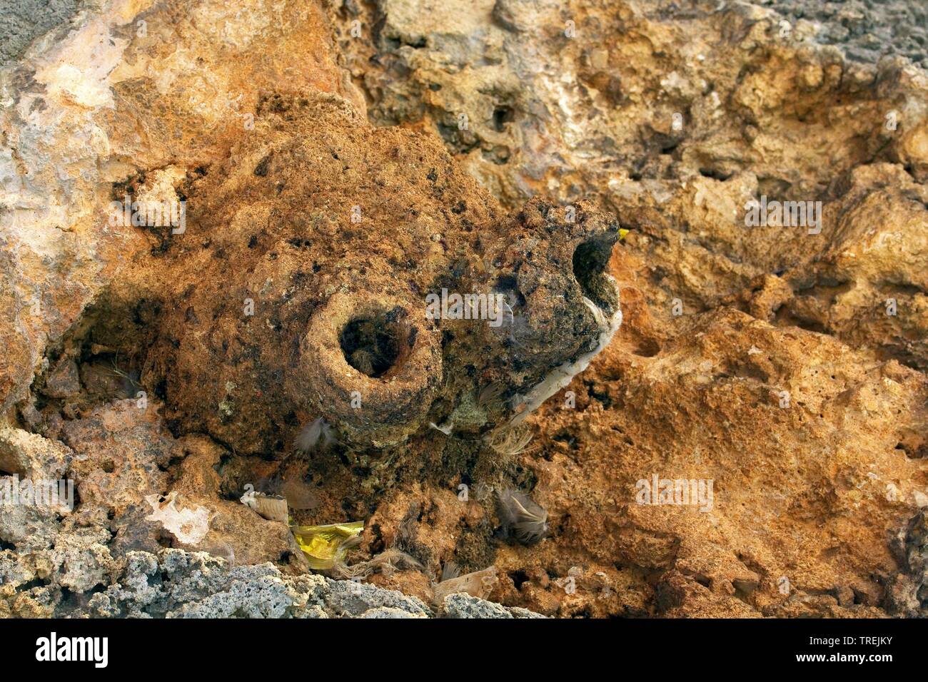 Orientale picchio muratore di roccia (Sitta tephronota), nido, Turchia Foto Stock