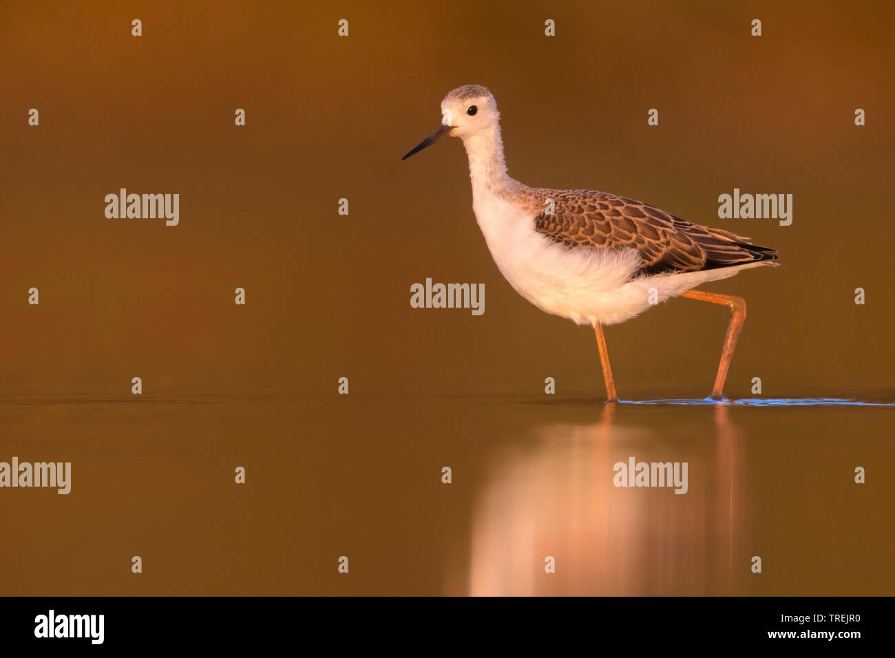 Black-winged stilt (Himantopus himantopus), giovane bird guadare in acque poco profonde, Italia Foto Stock