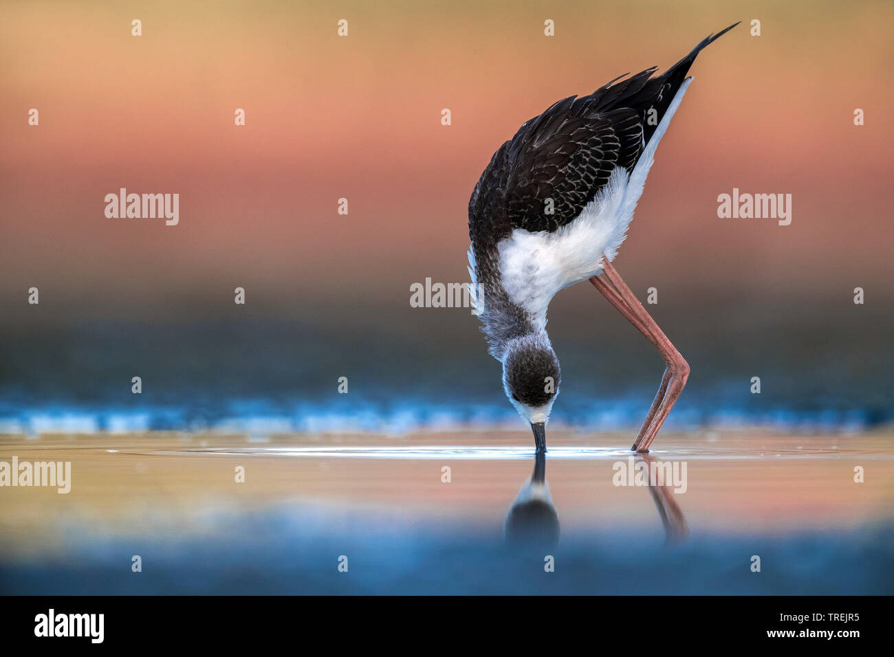 Black-winged stilt (Himantopus himantopus), immaturi alla ricerca di cibo in acque poco profonde, Italia Foto Stock