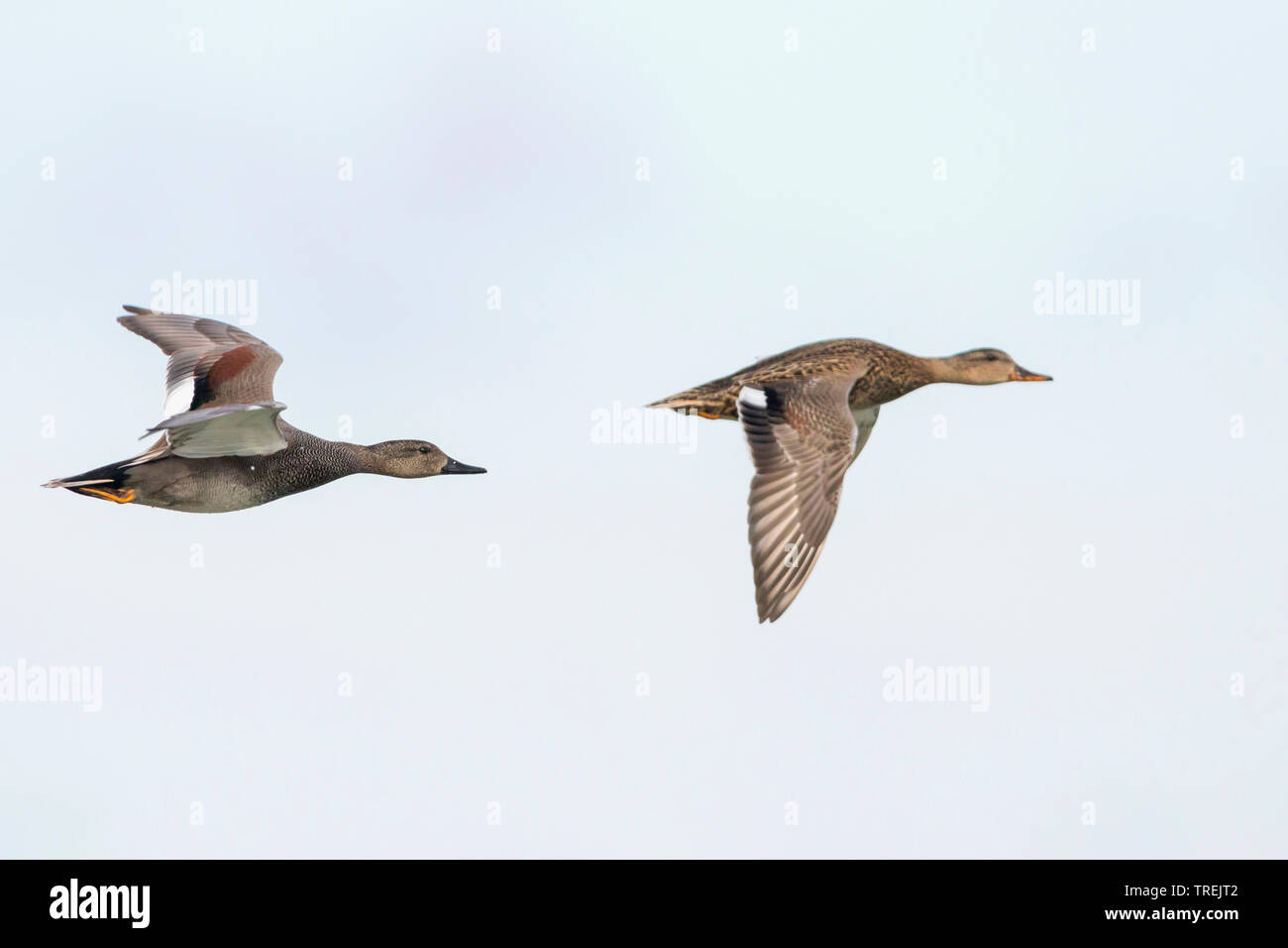 Canapiglia (Anas strepera, Mareca strepera), coppia in volo, Germania Foto Stock