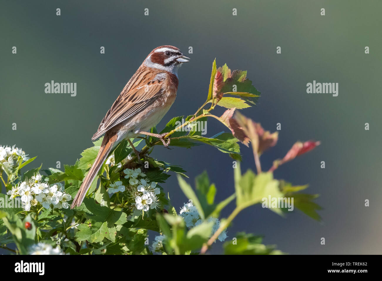 Prato bunting siberiano Prato Bunting (Emberiza cioides tarbagataica, Emberiza tarbagataica), su un ramo, Kazakistan, Almaty, Ili-Alatau Parco Nazionale Foto Stock