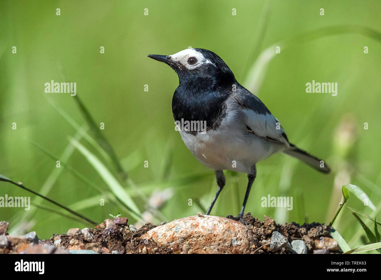 Wagtail mascherato, mascherato wagtail bianco (Motacilla personata, Motacilla alba personata), sul terreno, Kazakistan, Almaty, Ili-Alatau Parco Nazionale Foto Stock