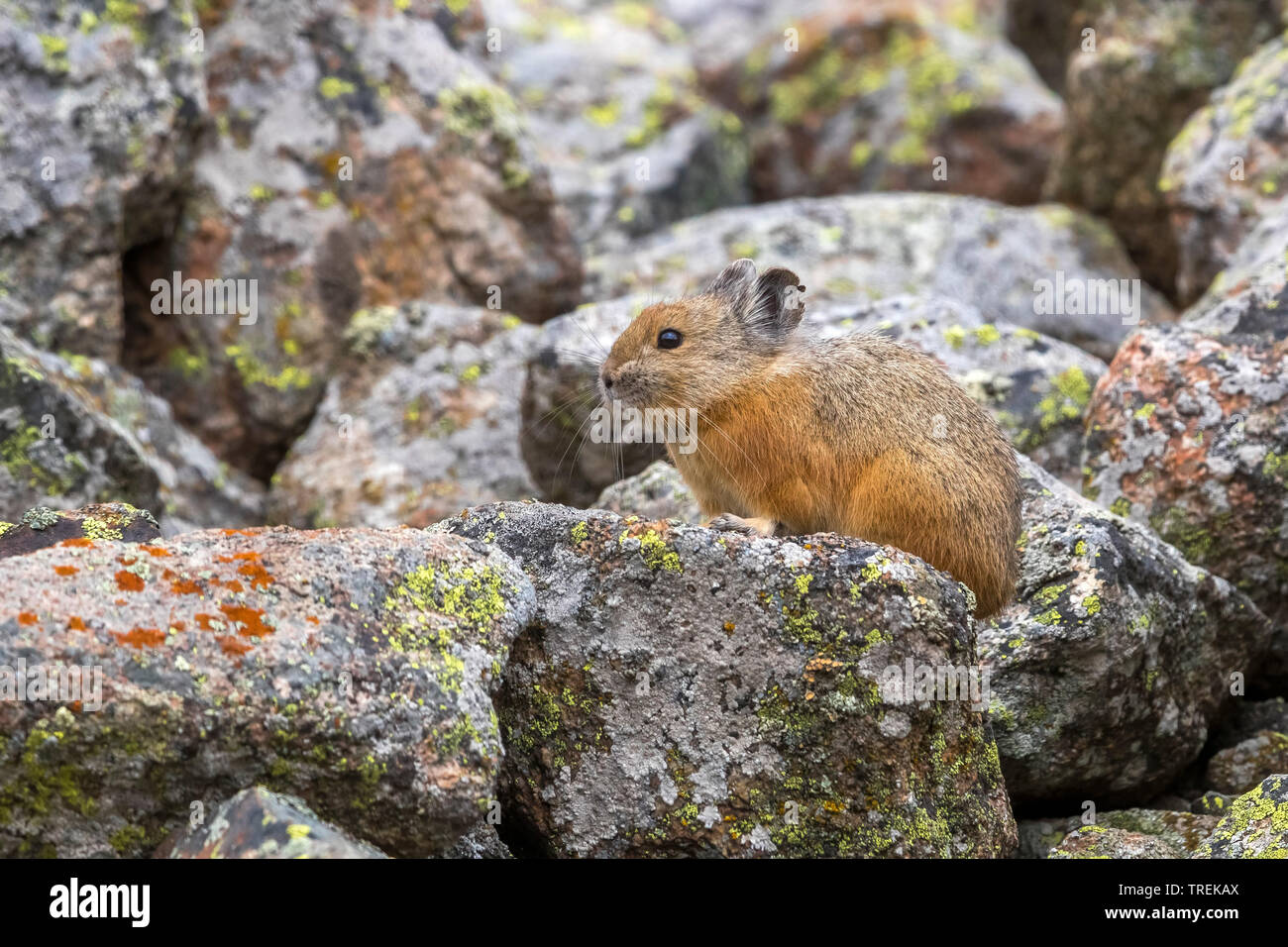Red pika (Ochotona rutila), sulle rocce, Kazakistan, Almaty, Ile Alatau Parco Nazionale Foto Stock