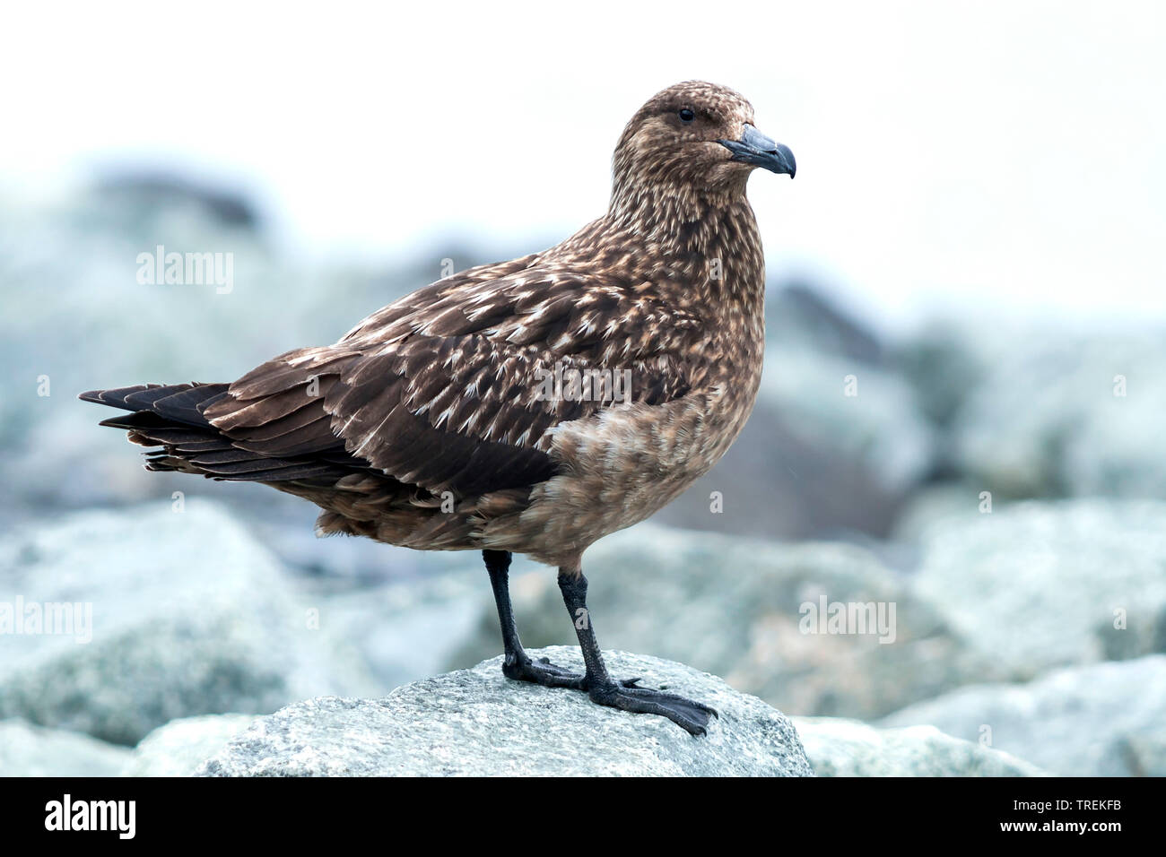 Grande skua (Stercorarius skua, Catharacta skua), seduta su una roccia, Islanda Foto Stock