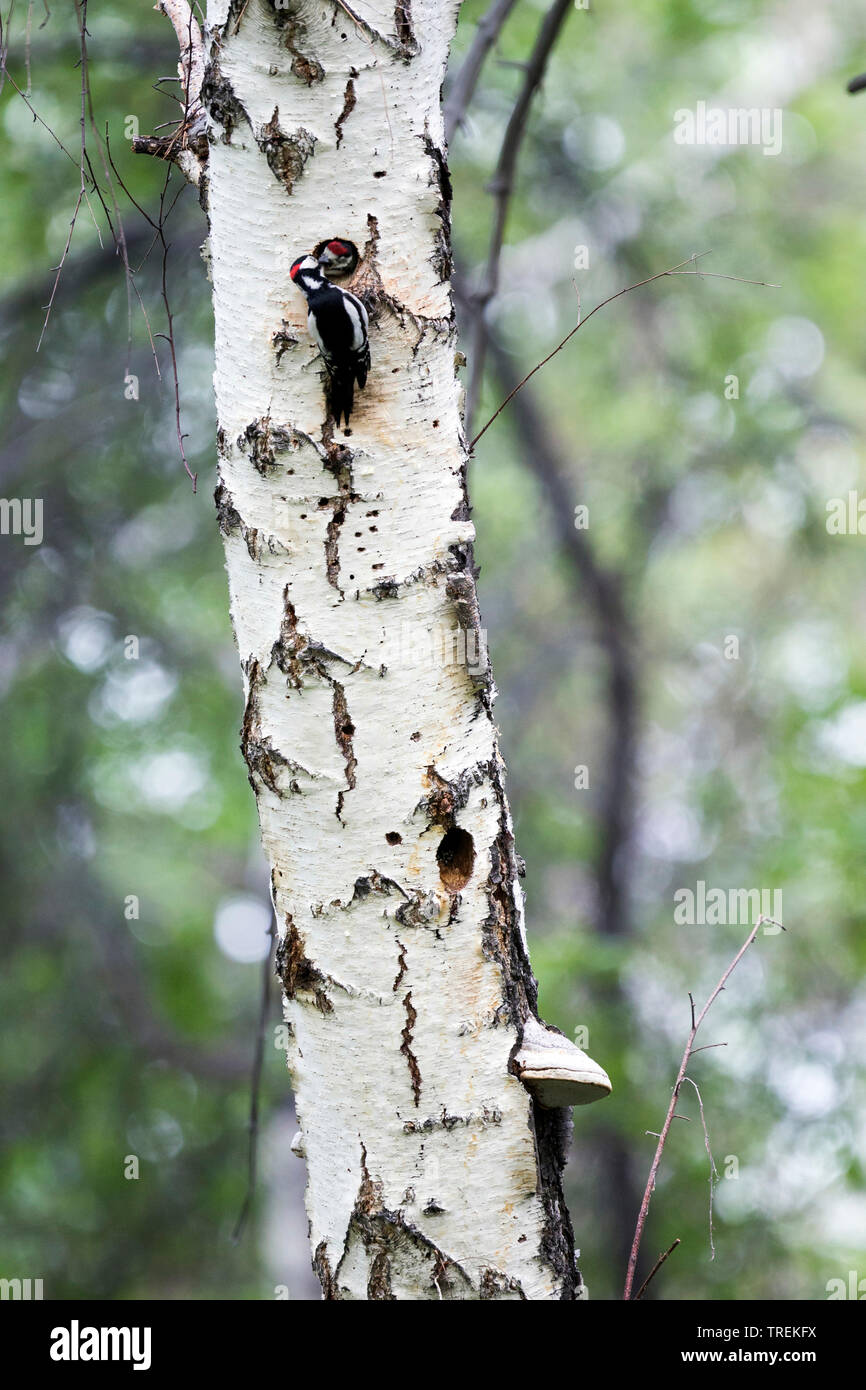 Picchio rosso maggiore (Picoides major brevirostris, Dendrocopos major brevirostris), maschio adulto presso la grotta, alimentazione, Russia, Baikal Foto Stock