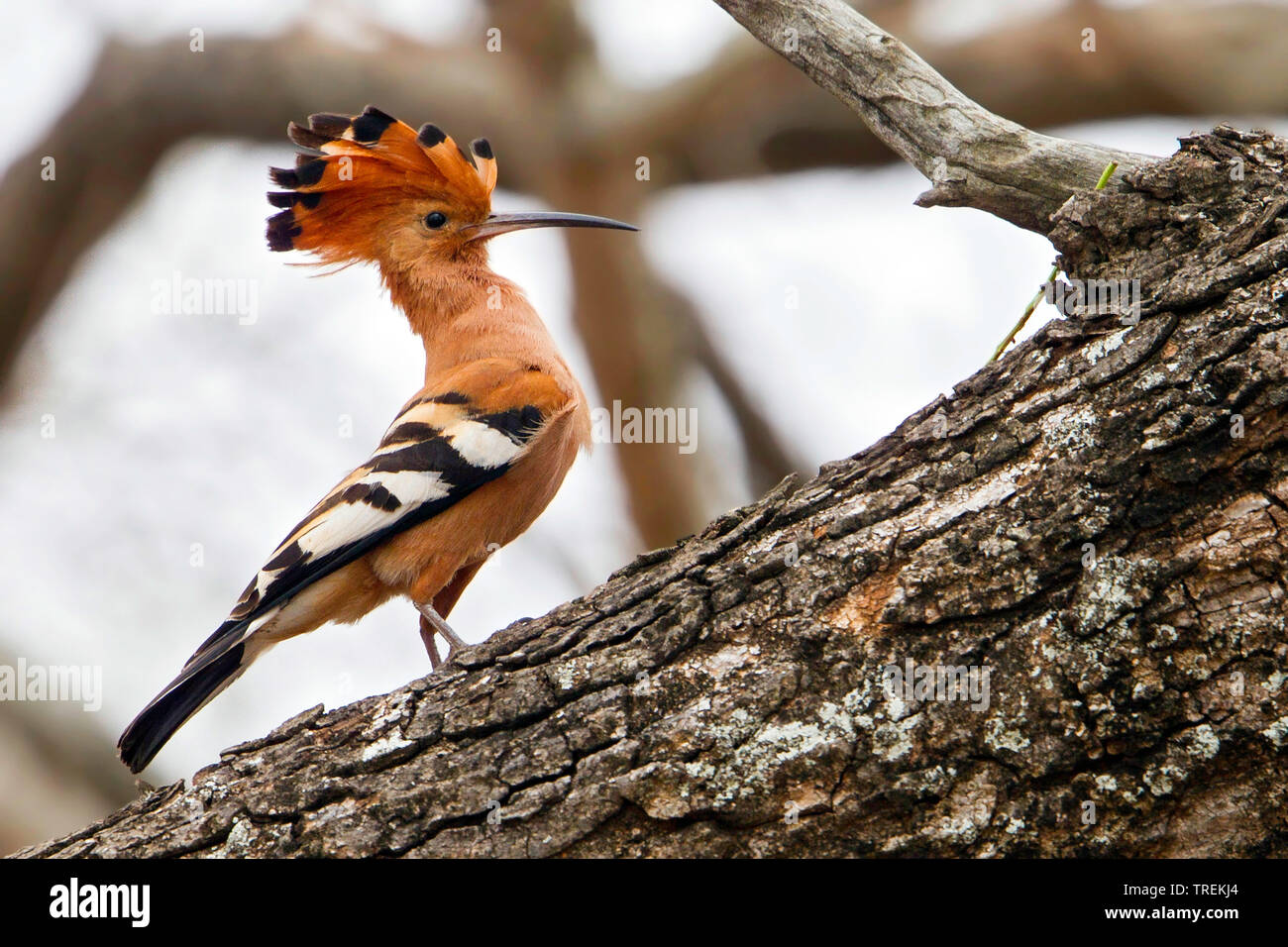 African Upupa (Upupa africana), appollaiato in un albero, Africa Foto Stock