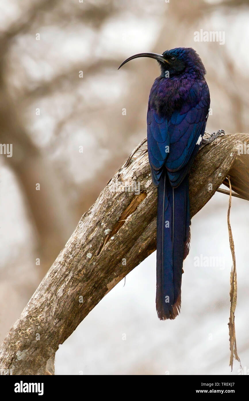 Scimitar-bill (Rhinopomastus cyanomelas), appollaiato in un albero, Africa Foto Stock