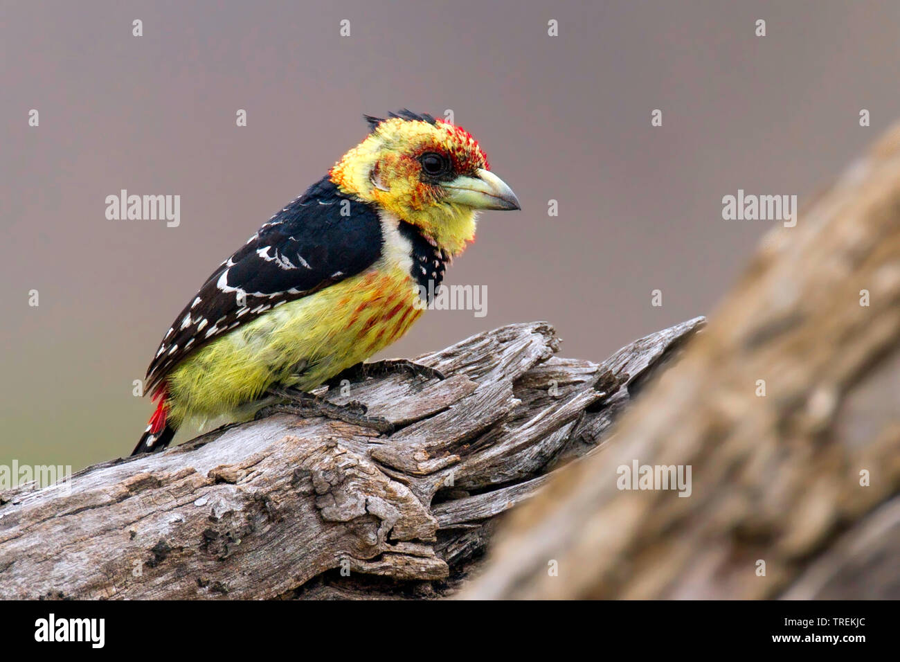 Levaillant's barbet (Trachyphonus vaillantii), appollaiato in un albero, Africa Foto Stock