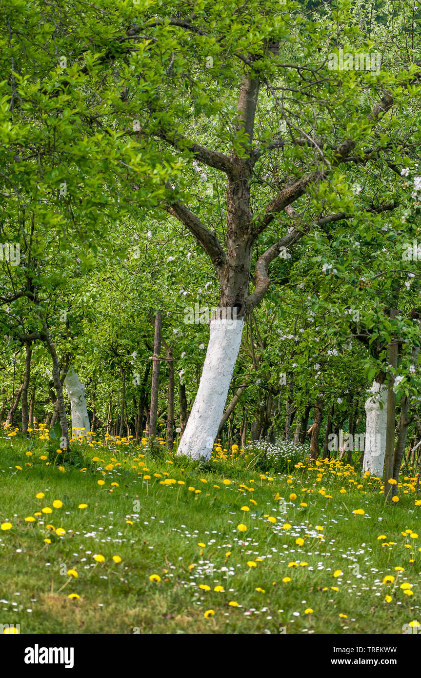 Apple tree (malus domestica), alberi da frutto in un frutteto con dipinti di bianco tronco, Germania Foto Stock