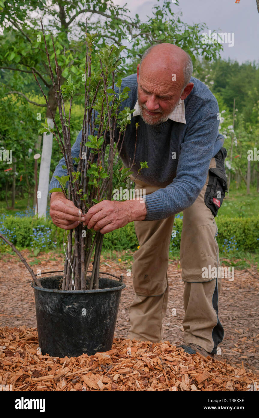 Apple tree (malus domestica), il giardiniere preparare le talee con radici in una pentola per la vendita, Germania Foto Stock