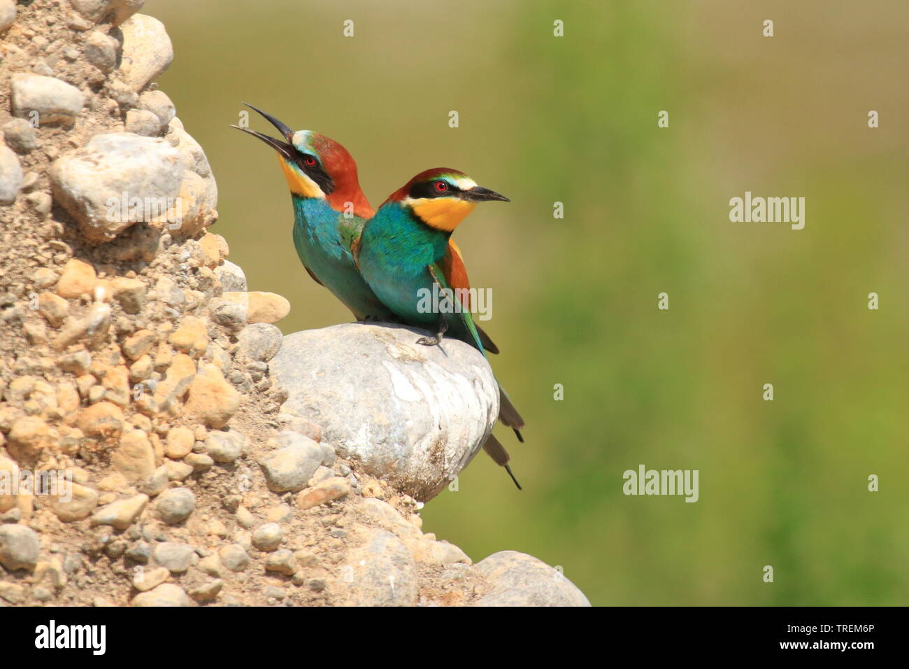 Unione Gruccione (Merops apiaster), bellissimi uccelli colorati, colonia su pendio roccioso Foto Stock
