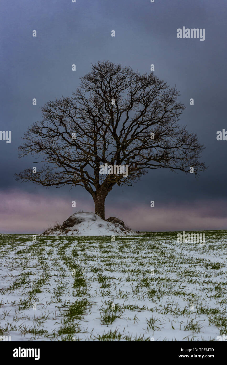 Scena invernale di un singolo albero di quercia che cresce in snowy campo di raccolto con i germogli di raccolto di spremitura attraverso la neve su uno sfondo scuro. Foto Stock