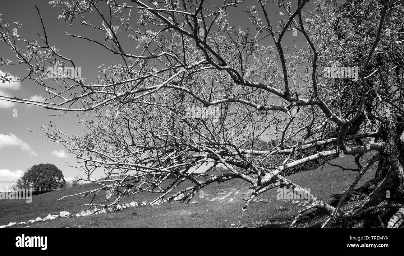 Plateau du Retord, Bugey, ain, Francia Foto Stock