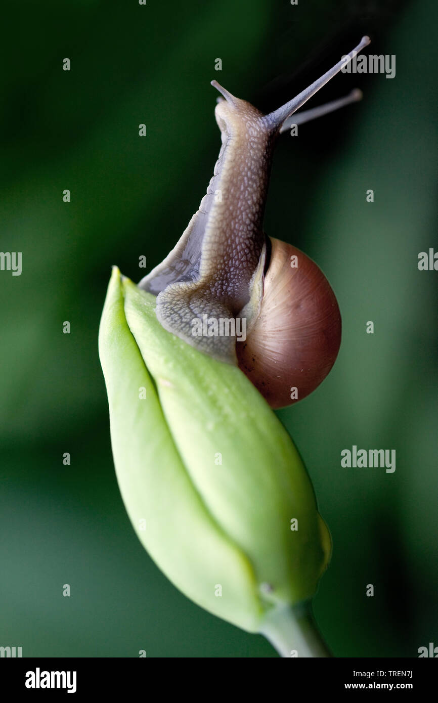 Lumaca bello salire fino al verde tulip Foto Stock