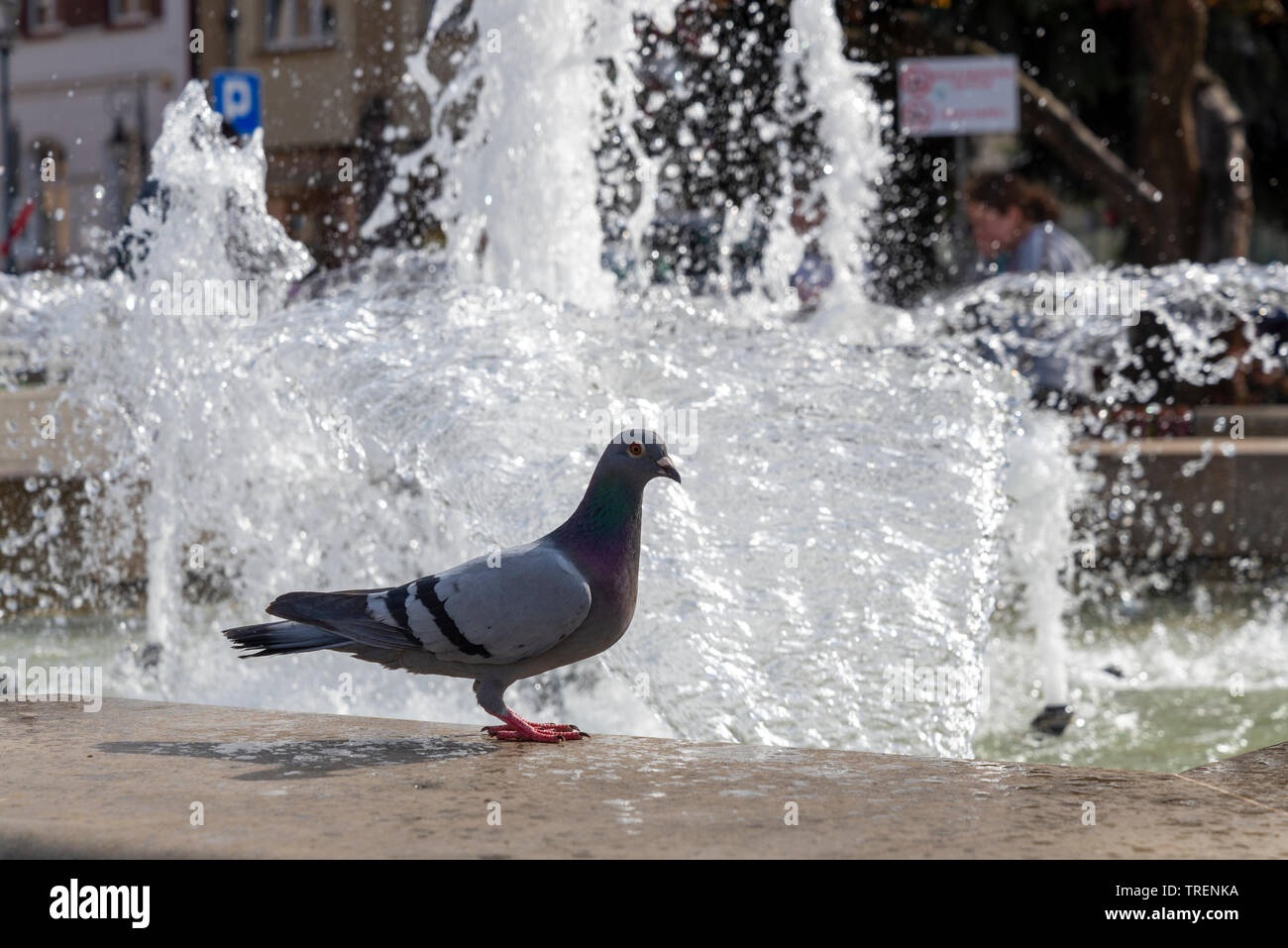 Piccione selvatico sulla fontana a Krosno piazza del mercato vecchio Foto Stock