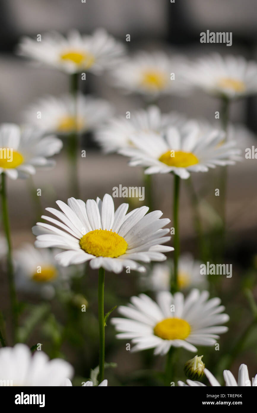 Chamomiles in una giornata di sole. Profondità di campo Foto Stock