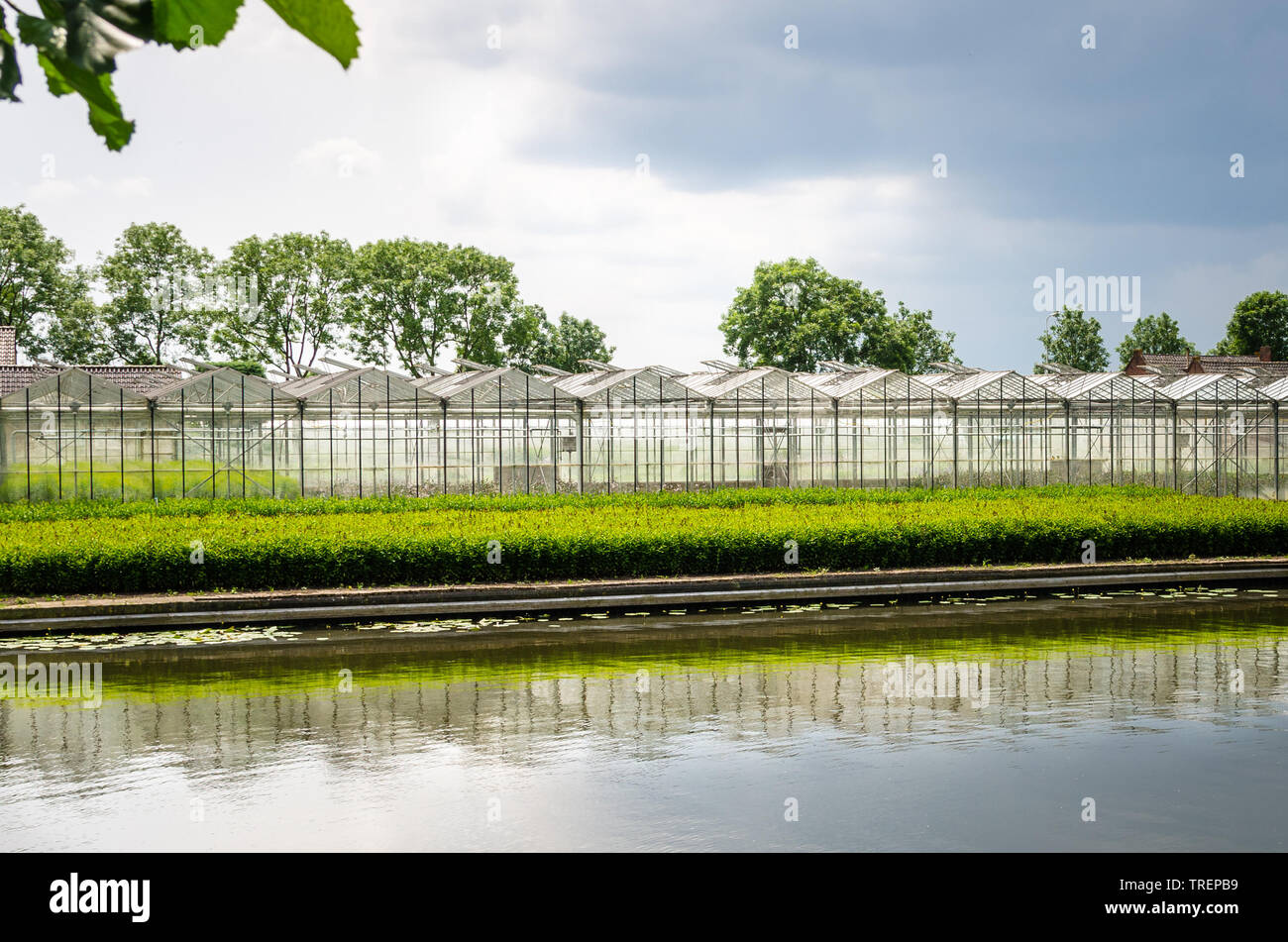 Serre per la coltivazione dei fiori nella campagna dei Paesi Bassi in primavera Foto Stock