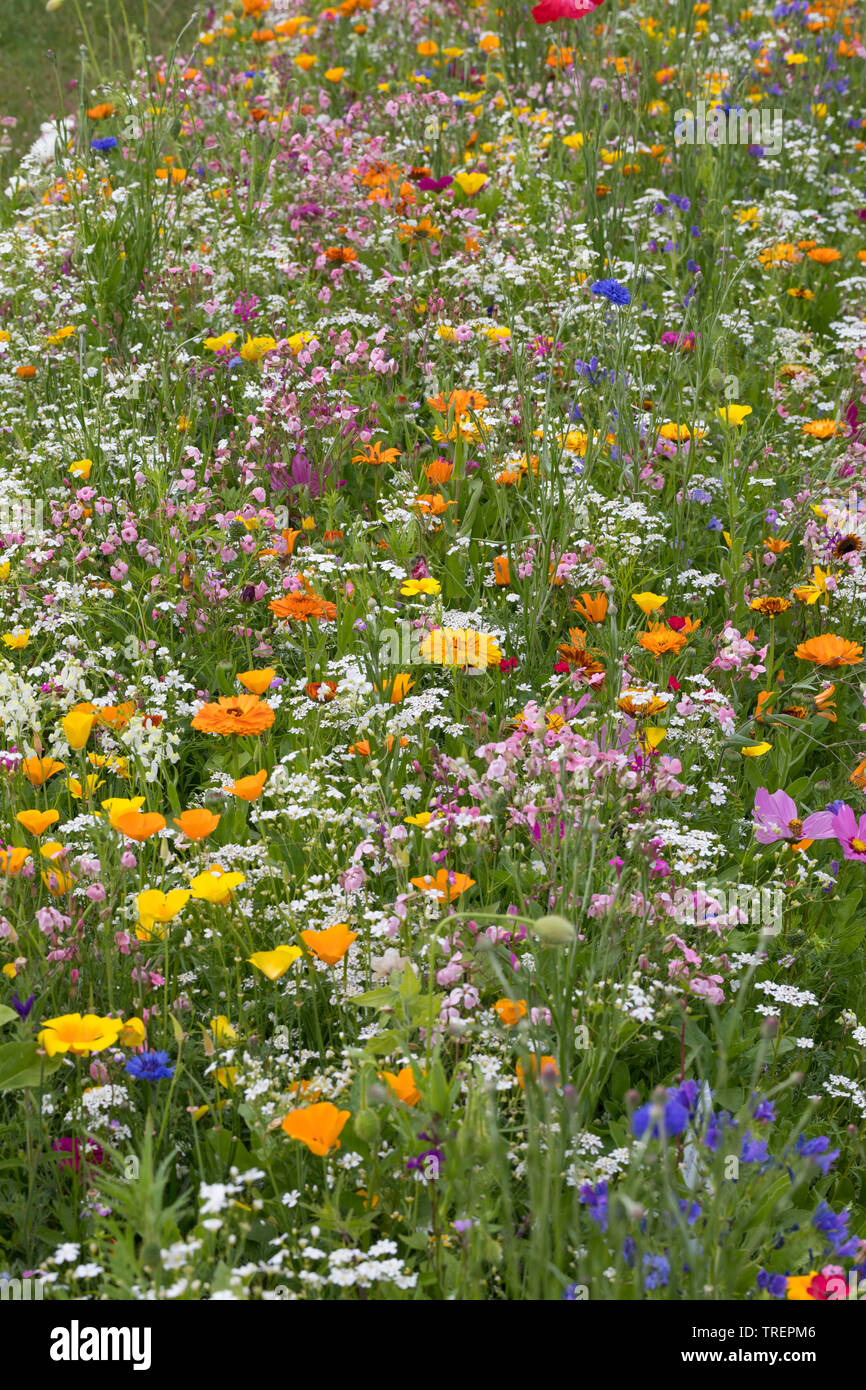 Blumenwiese, Wildblumenwiese, Wildblumen-Wiese, Blumenmischung, Wildblumen, Blumenmischung 'Werratal', Insektenschutz, prato di fiori selvaggi Foto Stock