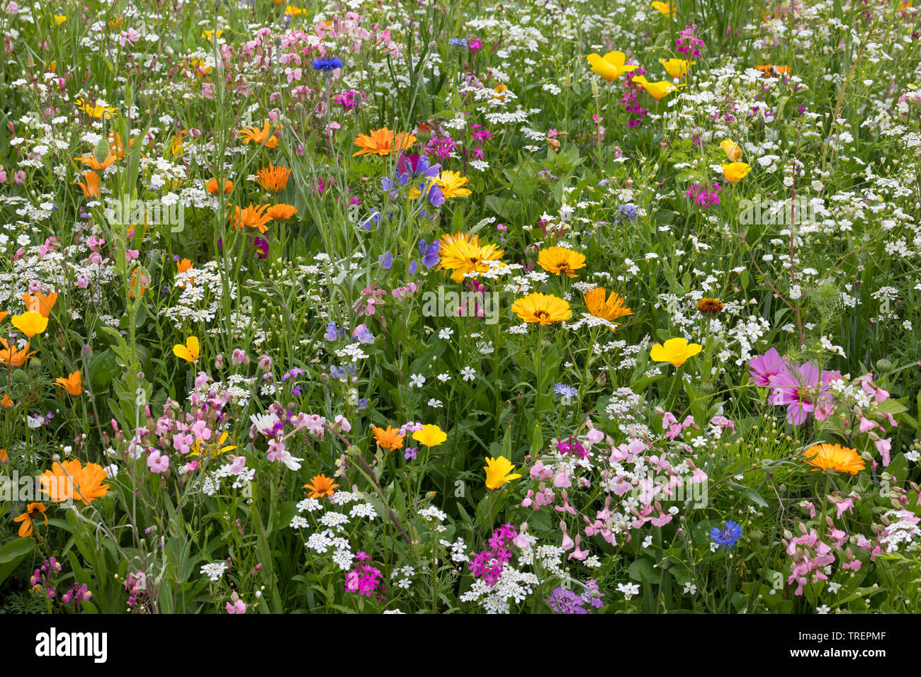 Blumenwiese, Wildblumenwiese, Wildblumen-Wiese, Blumenmischung, Wildblumen, Blumenmischung 'Werratal', Insektenschutz, prato di fiori selvaggi Foto Stock