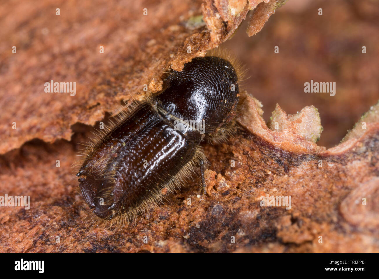 Buchdrucker, Großer Borkenkäfer, Fichtenborkenkäfer, Fichten-Borkenkäfer, Achtzähniger Borkenkäfer, Großer Achtzähniger Fichtenborkenkäfer, typogr IPS Foto Stock