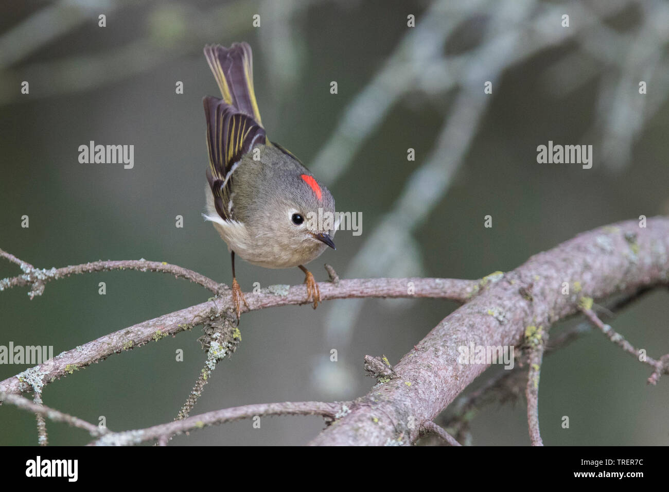 Maschio di ruby-incoronato kinglet (Regulus calendula) in primavera Foto Stock