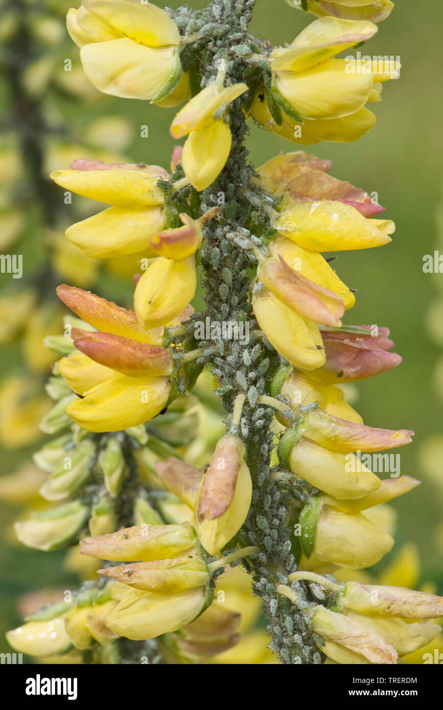 Lupin, afide Macrosiphum albifrons, infestamento severo di grandi greenfly su albero lupin, Lupinus arboreus, in fiore, Berkshire, può Foto Stock